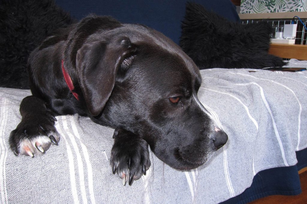 Canon S95 dog portrait with flash