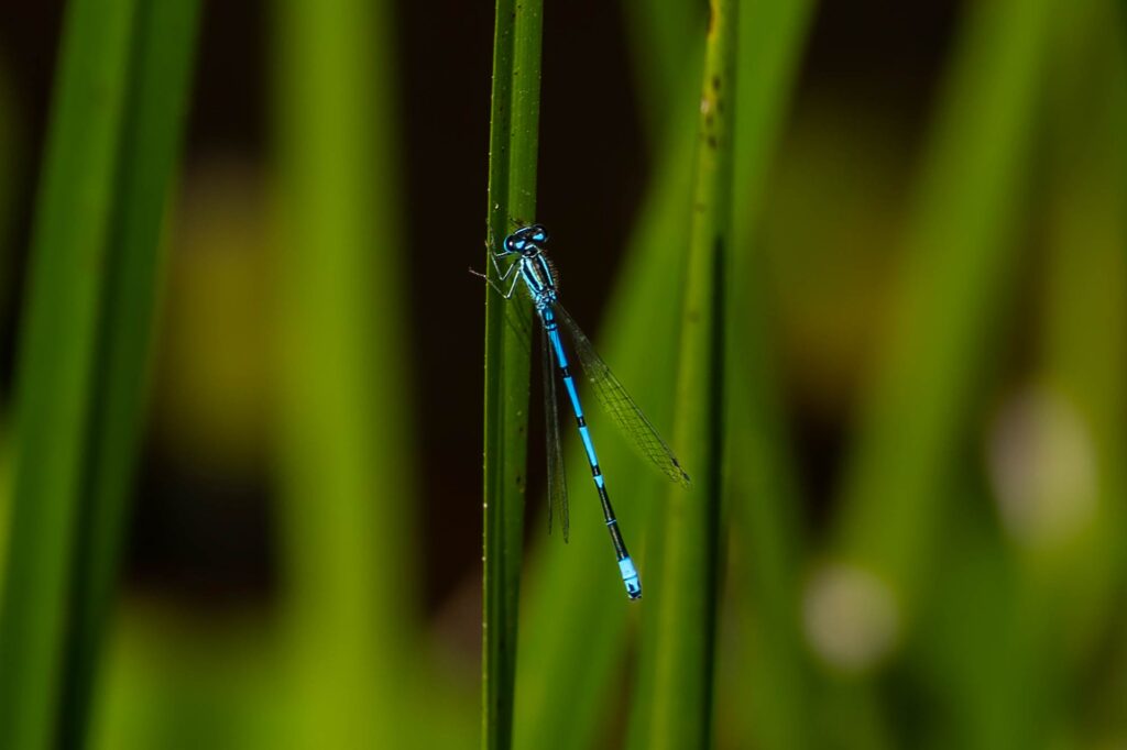 cropped image from the tamron 28-200mm