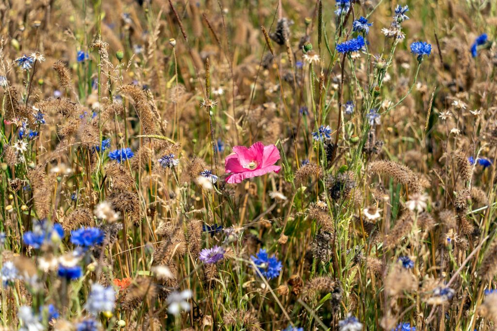 shallow depth of field at 74mm on the tamron 28-200mm