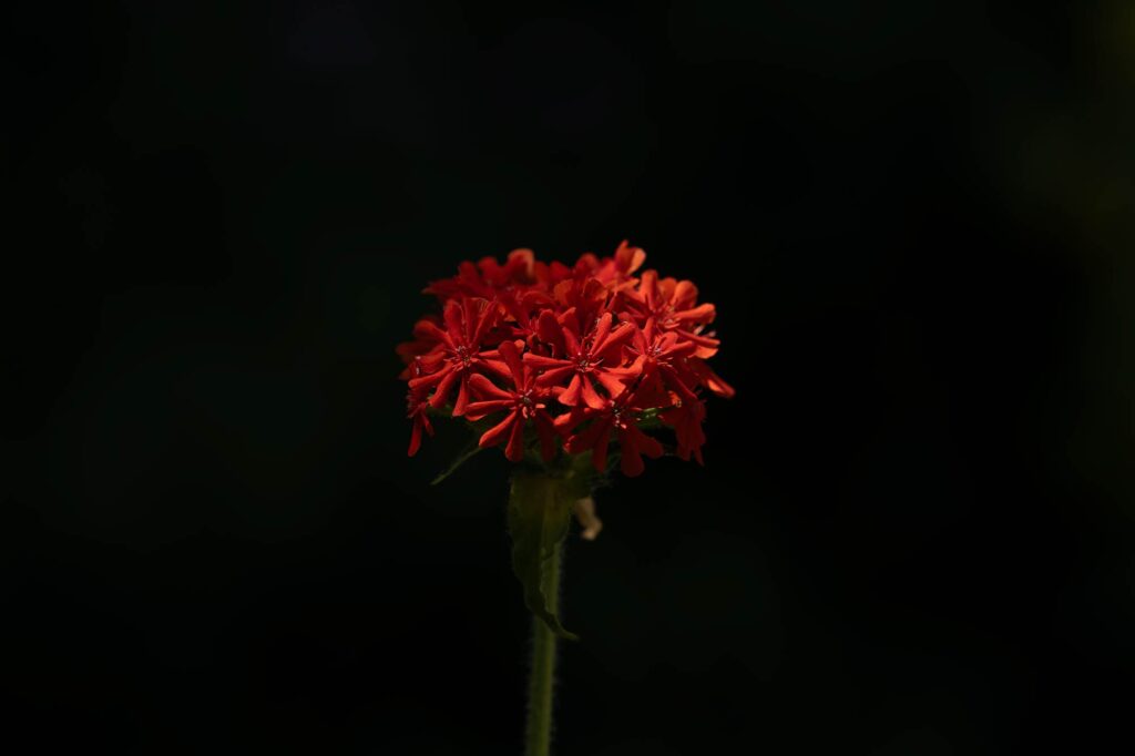 Straight out the camera from the Tamron 28-200mm